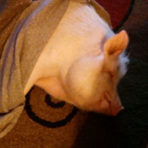 Meet your Posher, Donna